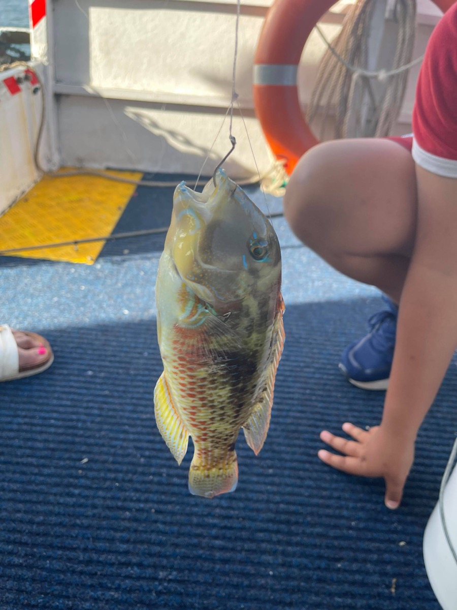 Bribie & Attractions 13