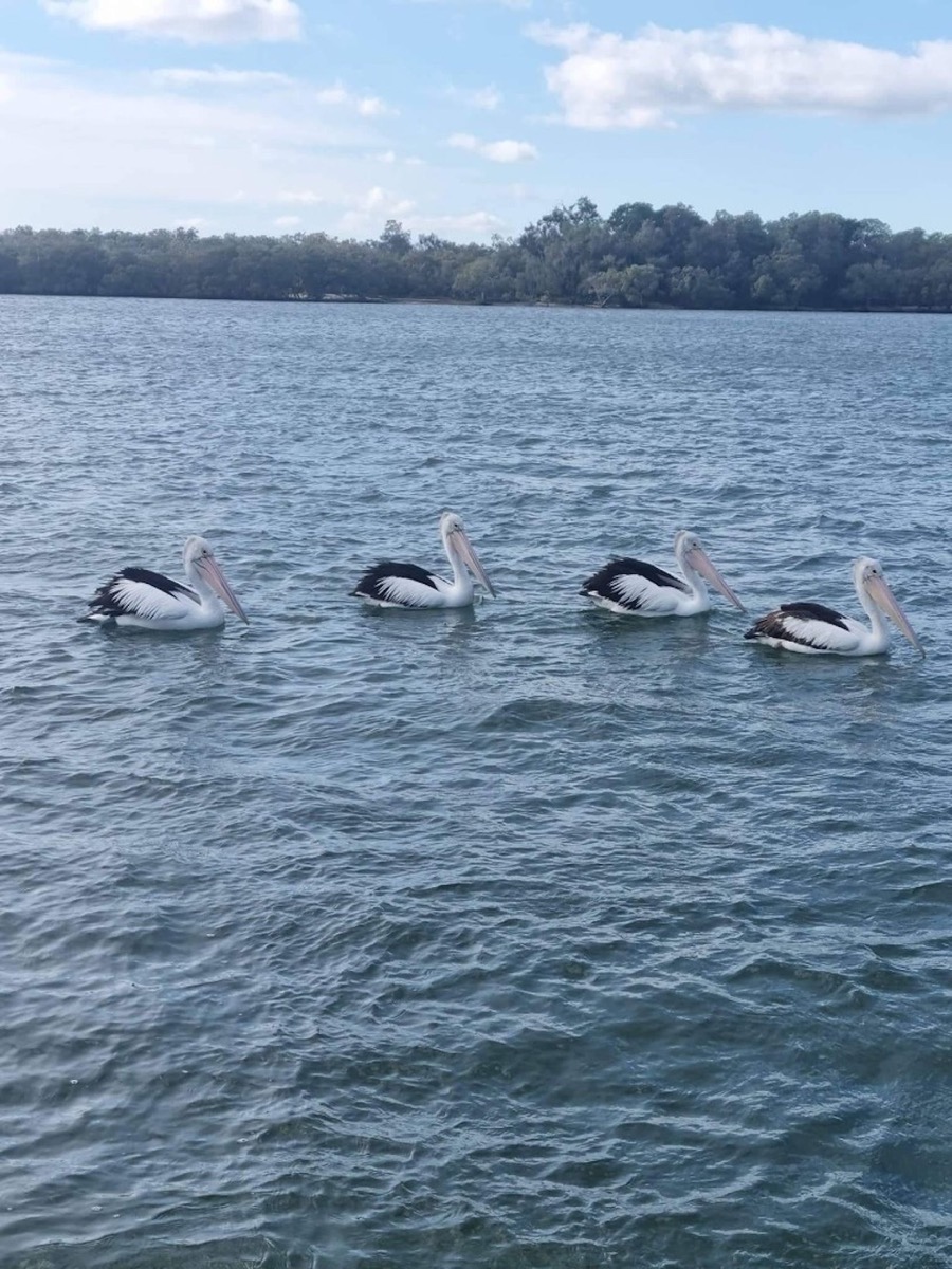 Bribie & Attractions 21